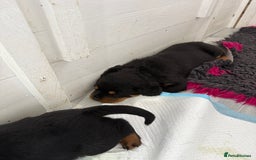 Rottweiler dogs for sale: Beautiful KC registered Rottweiler puppies  - Image 16