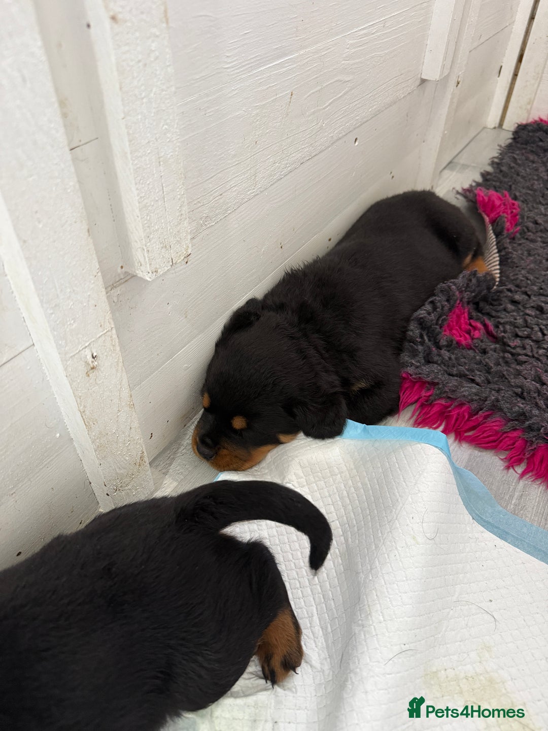 Rottweiler dogs for sale: Beautiful KC registered Rottweiler puppies  - Image 16