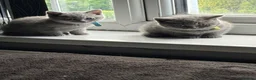 British Shorthair cats for sale: Pure British shorthair kittens - Advert 18