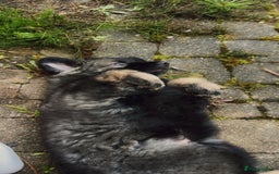 German Shepherd dogs for sale: German shepherd  - Image 15