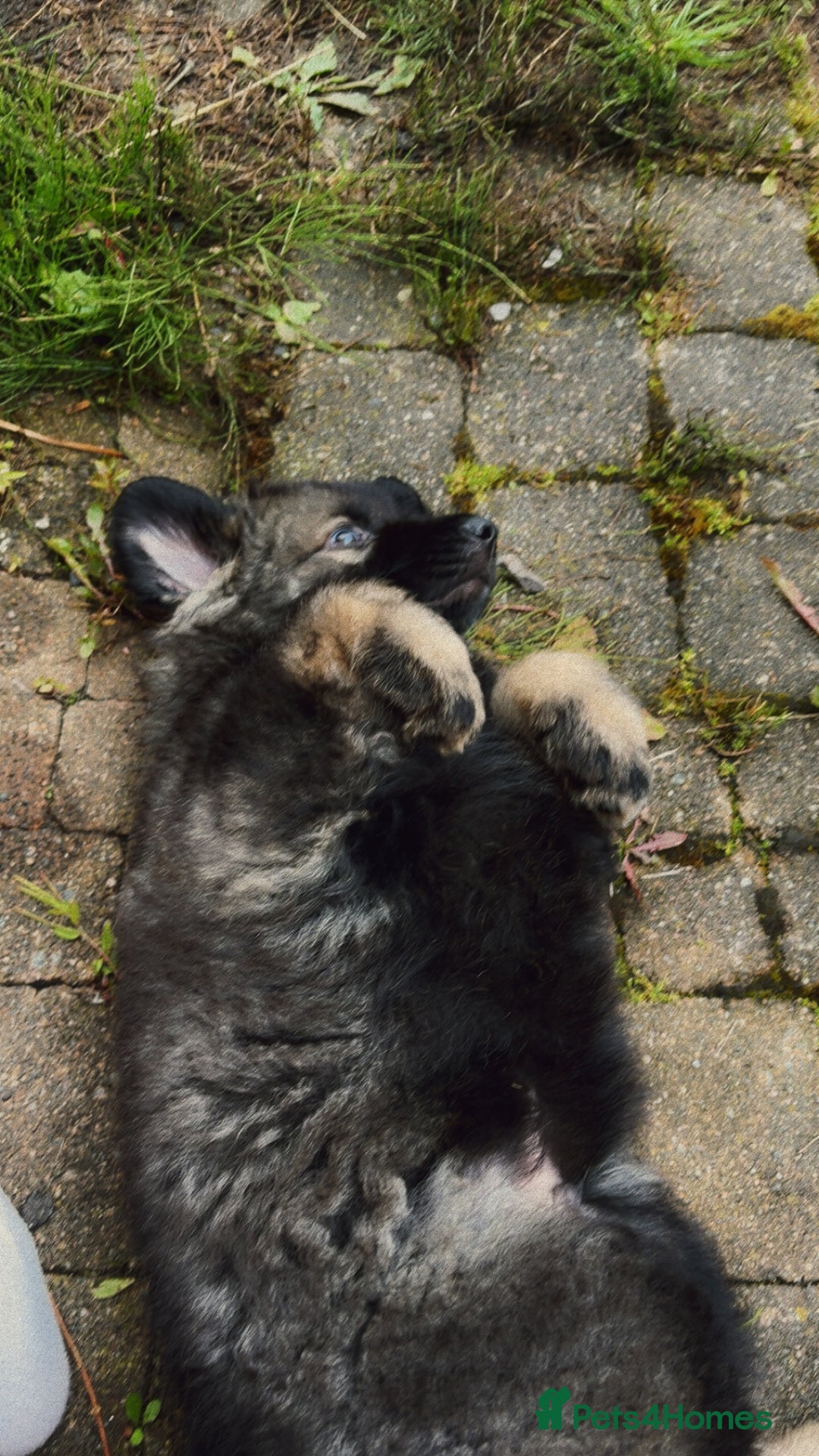 German Shepherd dogs for sale: German shepherd  - Image 15