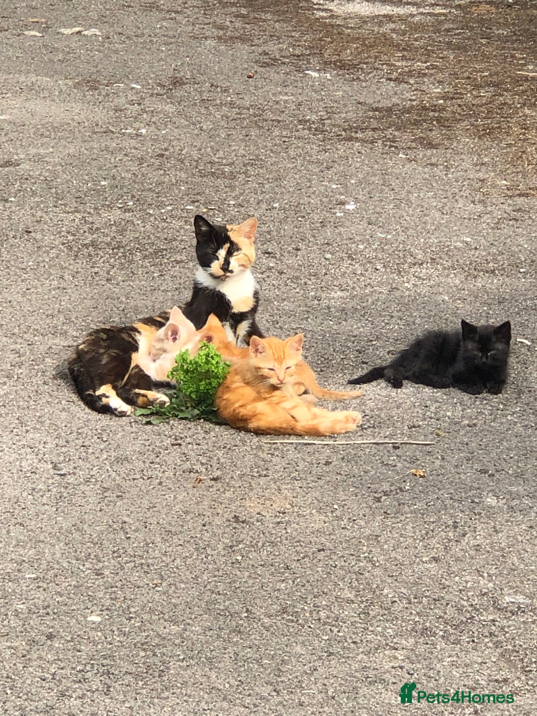Mixed Breed cats for sale: Gorgeous farm/house kittens  - Image 3