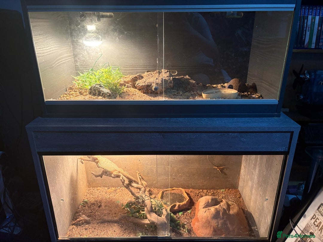 Bearded Dragon reptiles for sale: 4yr old Bearded Dragon and Viv. - Image 4
