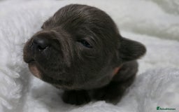 Staffordshire Bull Terrier dogs for sale:  Blue Staffy puppies for sale KC REGISTERED  - Image 33