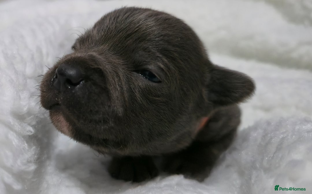 Staffordshire Bull Terrier dogs for sale:  Blue Staffy puppies for sale KC REGISTERED  - Image 33