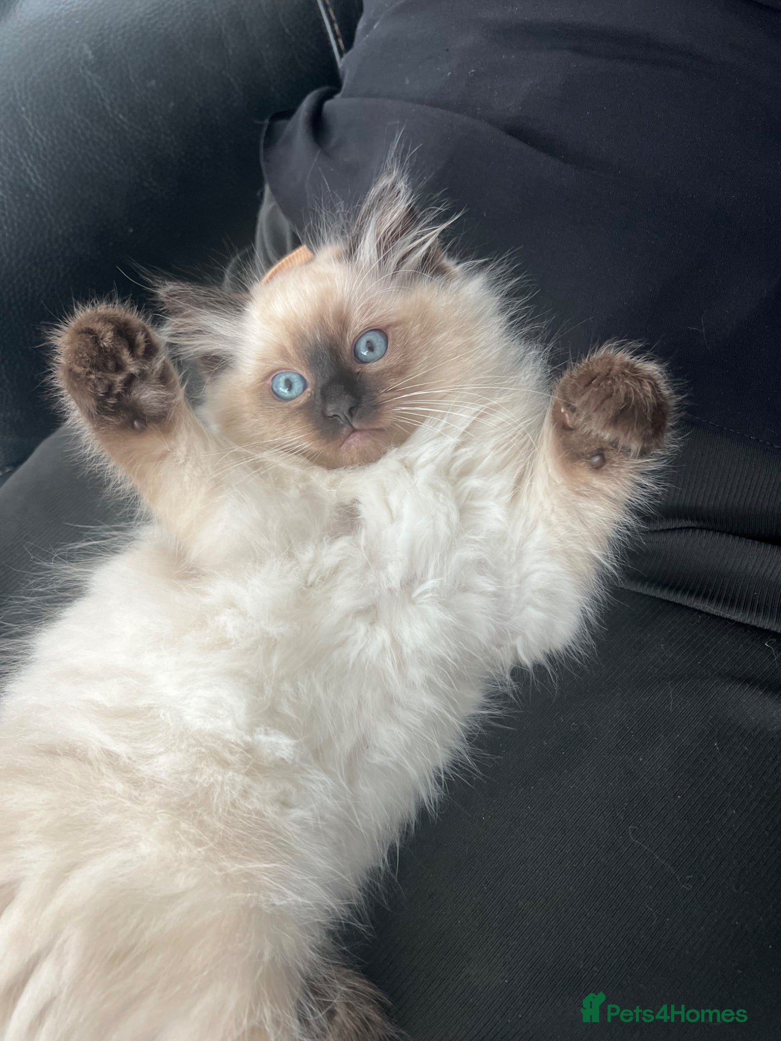 Ragdoll cats 3 baby boy pure Ragdolls 💙🩵 - Advert 1