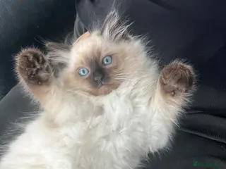 Ragdoll cats 3 baby boy pure Ragdolls 💙🩵 - Advert 6