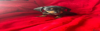Miniature Dachshund Rocky