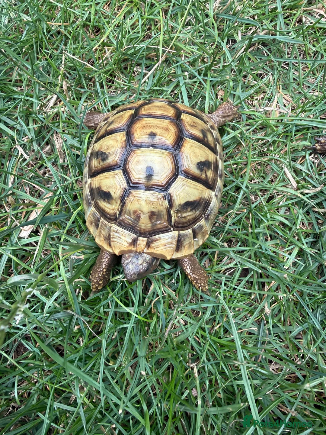 Hermann Tortoise reptiles for sale: 3 year old Hermann’s Tortoises in Birmingham - Advert 2