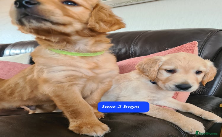 Golden Retriever dogs - Advert 2