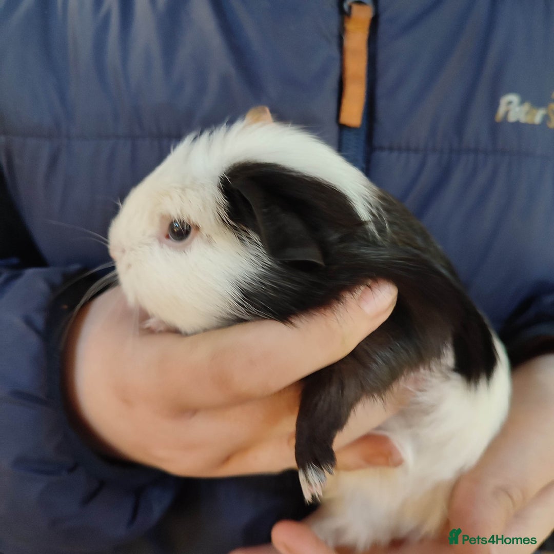 Guinea Pig rodents for sale: Guinea pigs for sale  - Advert 4