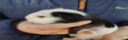 Guinea Pig rodents for sale: Guinea pigs for sale  - Advert 5