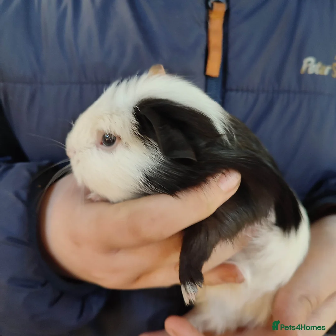 Guinea Pig rodents for sale: Guinea pigs for sale  - Advert 5