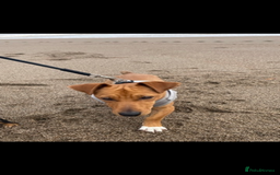 Jack Russell dogs for sale: Jack russel - Image 2