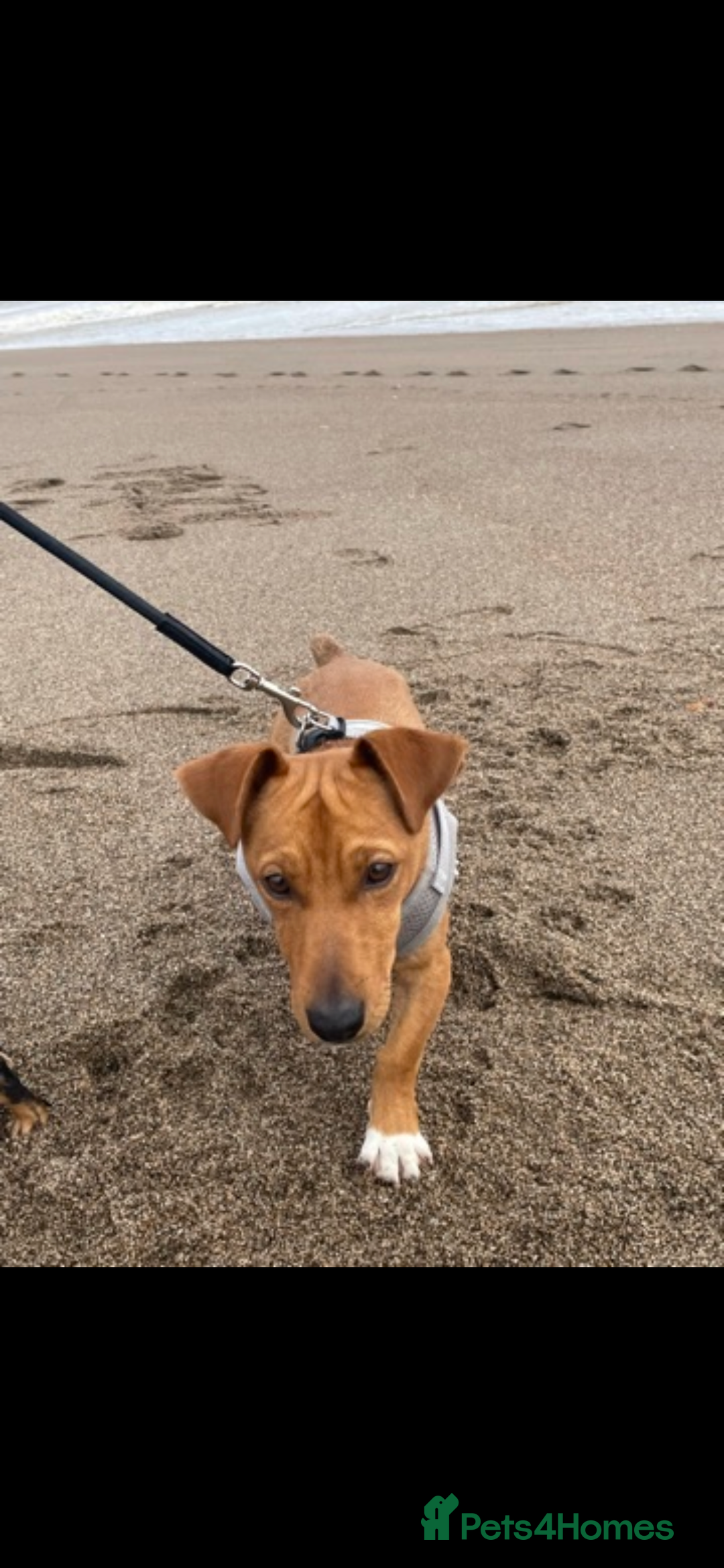 Jack Russell dogs for sale: Jack russel - Image 2