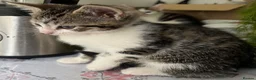 Mixed Breed cats for sale: 6 Lovely kittens for sale  - Advert 26