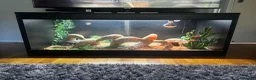 Bearded Dragon reptiles for sale: Bearded Dragon for sale - Advert 5