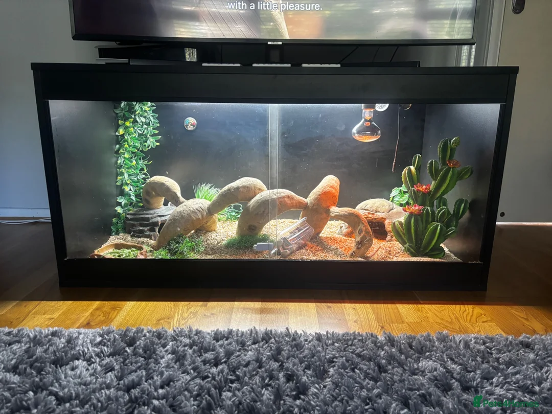 Bearded Dragon reptiles for sale: Bearded Dragon for sale - Advert 5