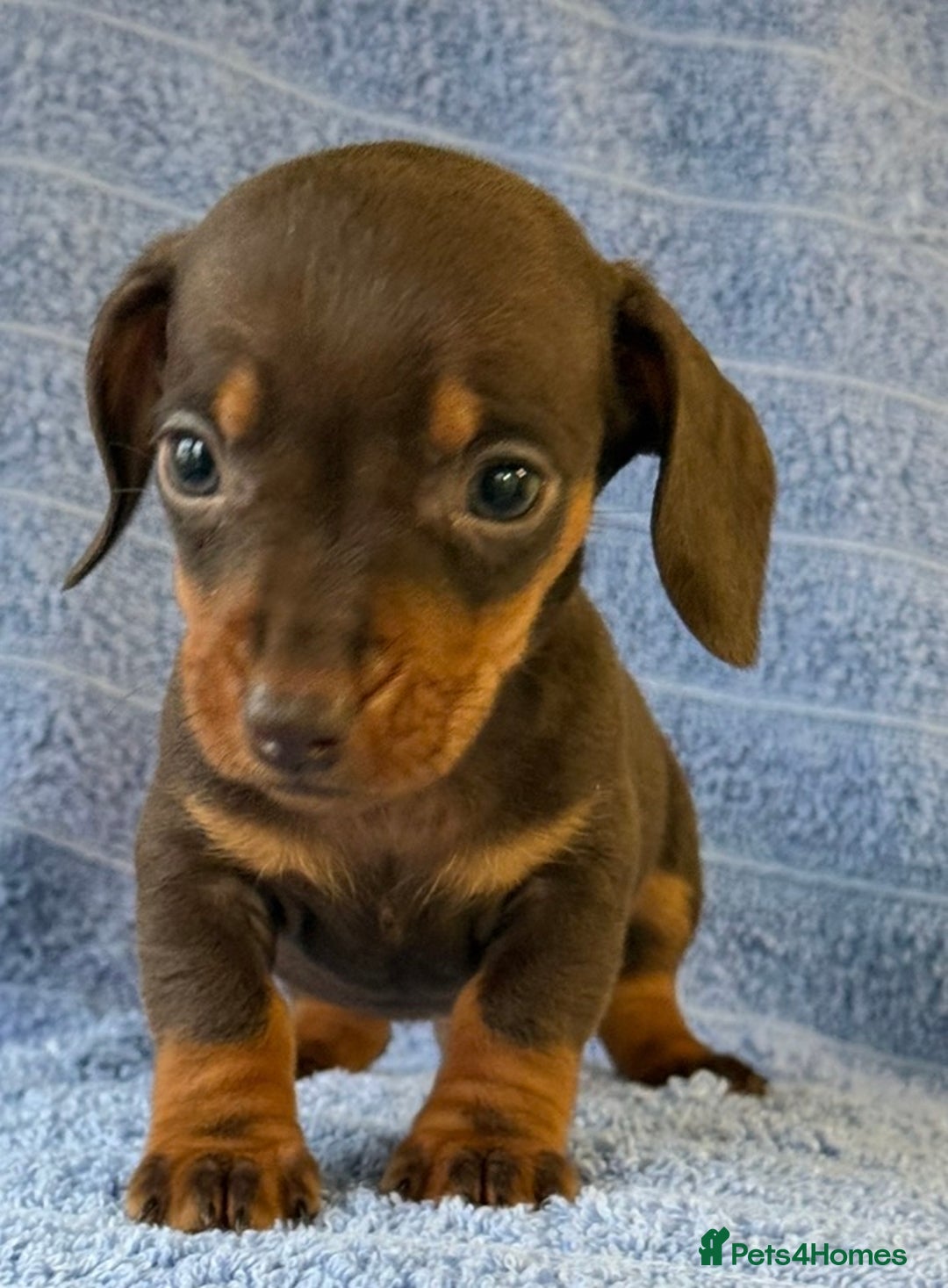 Miniature Dachshund dogs for sale: KC Reg Miniature Dachshund Puppies  - Advert 8