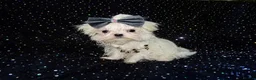 Maltese dogs for sale: ****Exquisite KC Registered Maltese Boy Puppy****  - Advert 4