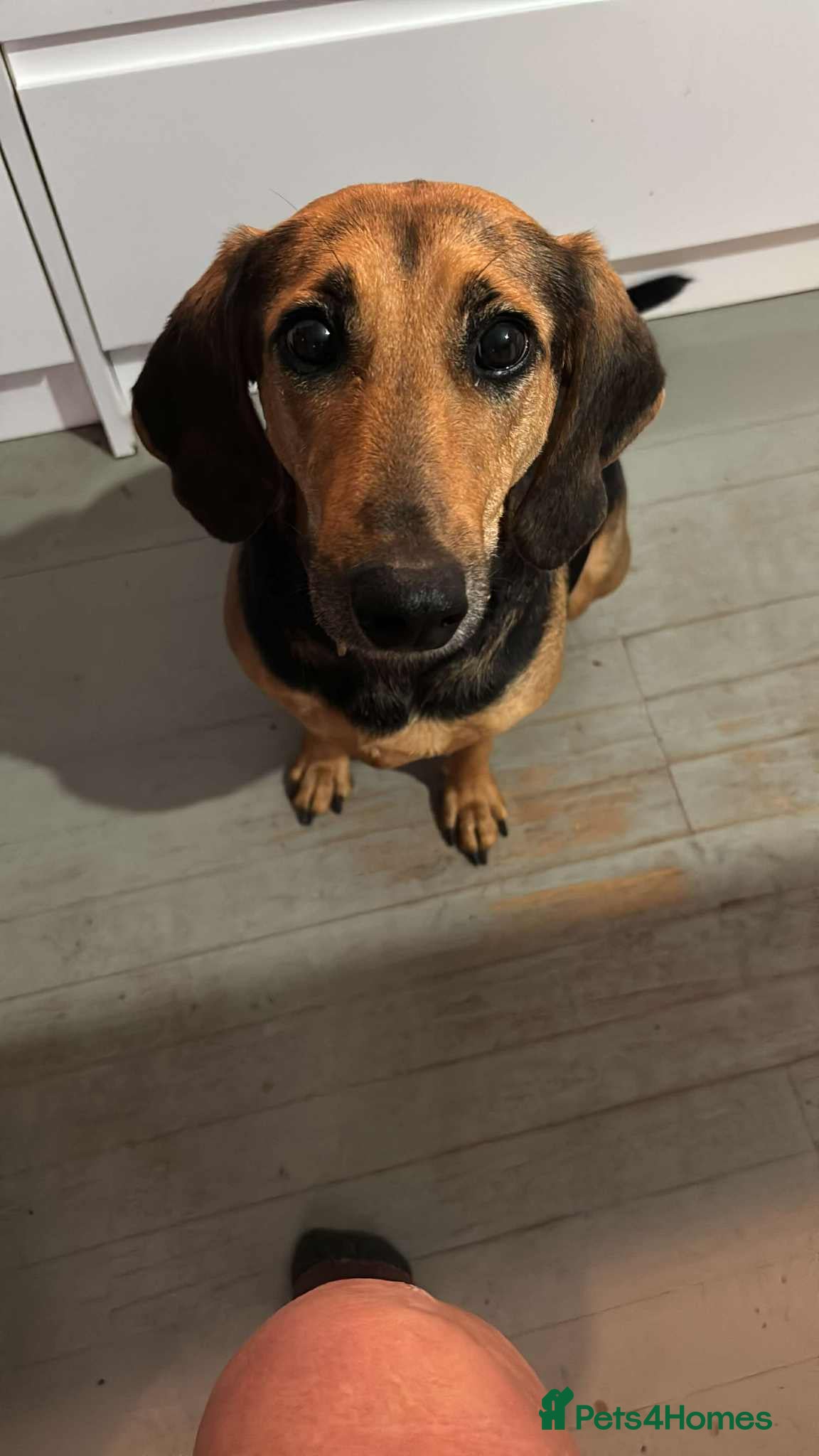 Mixed Breed dogs Bonnie is a beautiful 4.5 year old Jura - Advert 5