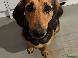 Mixed Breed dogs Bonnie is a beautiful 4.5 year old Jura - Advert 5