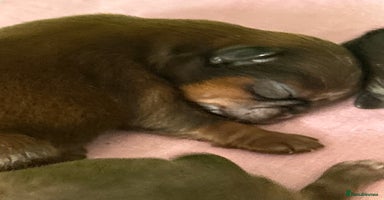 Shih Tzu dogs - Advert 5