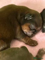 Shih Tzu dogs - Advert 5