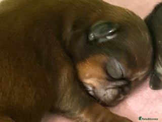 Shih Tzu dogs - Advert 17