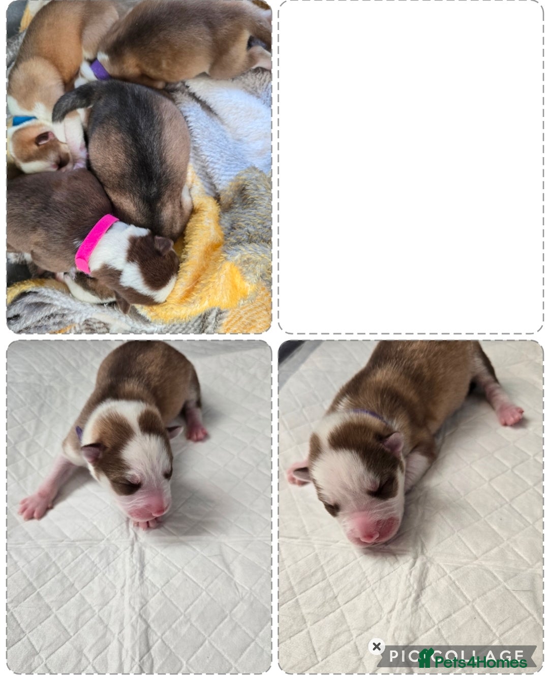 Siberian Husky dogs for sale: Husky puppies  - Advert 15