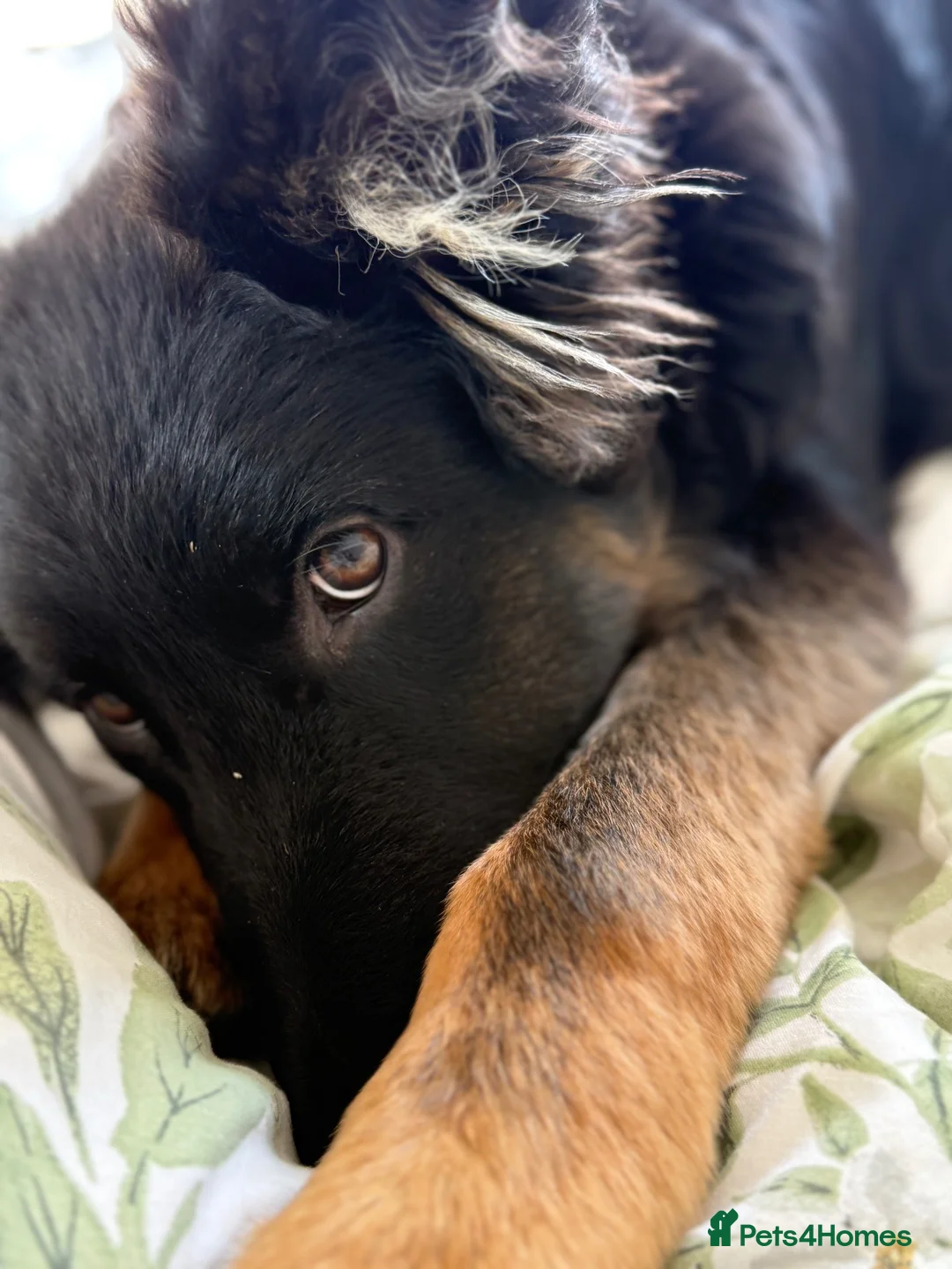 German Shepherd dogs for sale: 2 young beautiful German shepherd pups  - Advert 38