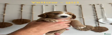 Yellow - Girl 