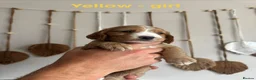 Cocker Spaniel dogs for sale: Golden & Red Cocker Spaniel puppies in Ulverston - Advert 5
