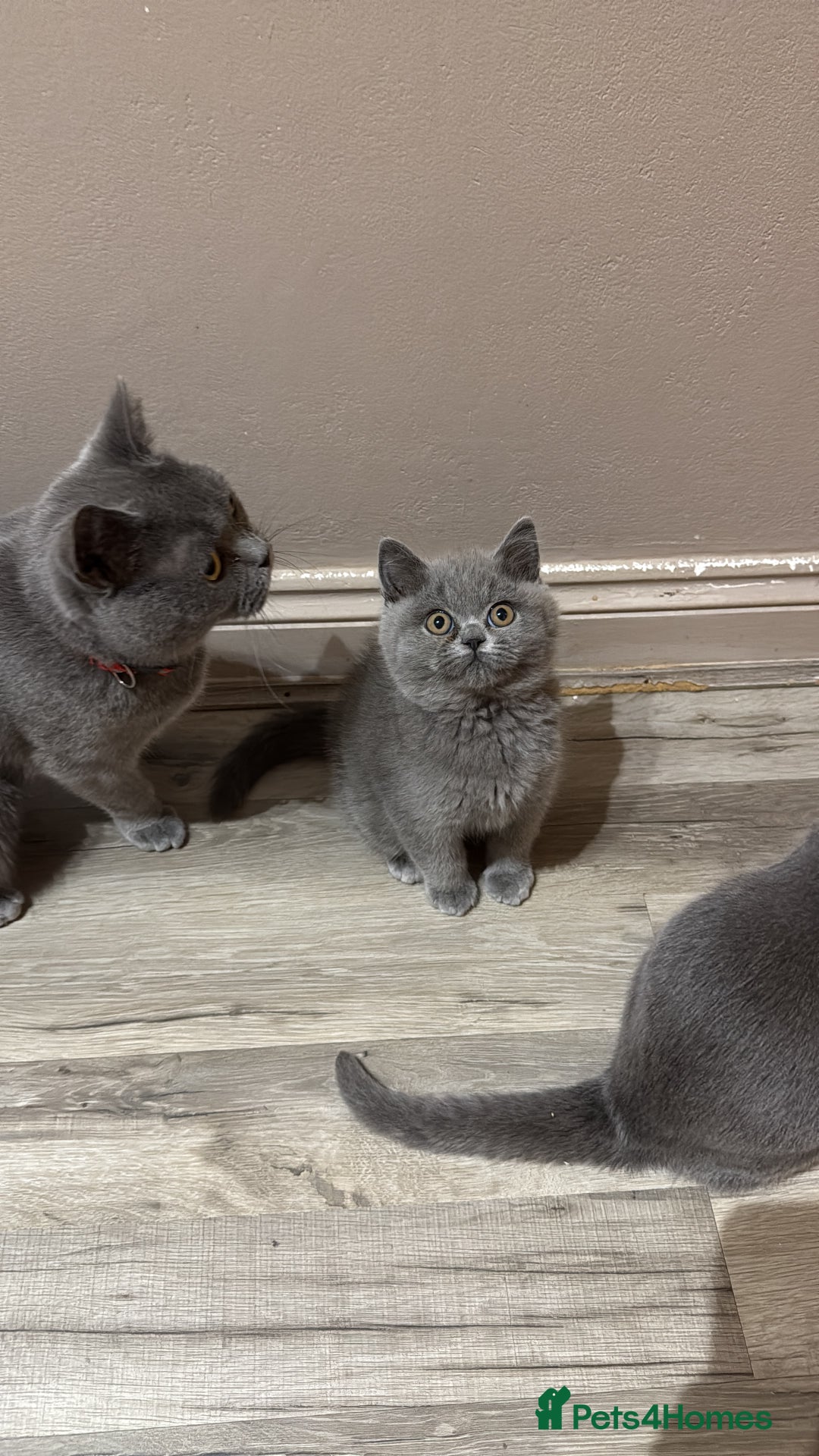 British Shorthair cats for sale: Last pedigree female kitten ready to leave now!! - Advert 5