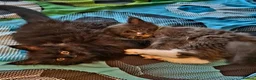 Maine Coon cats for sale: Pure Maine Coon Kittens - Denis & Doris in Huddersfield - Advert 18
