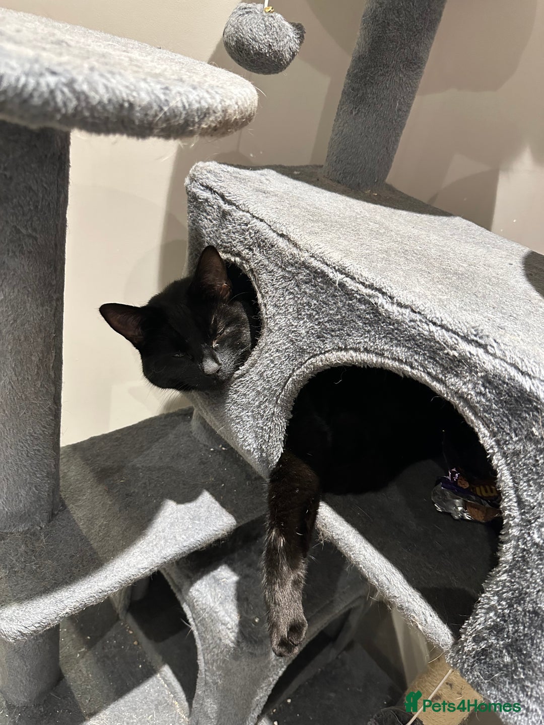 British Shorthair cats for sale: 2 male cats  - Advert 2