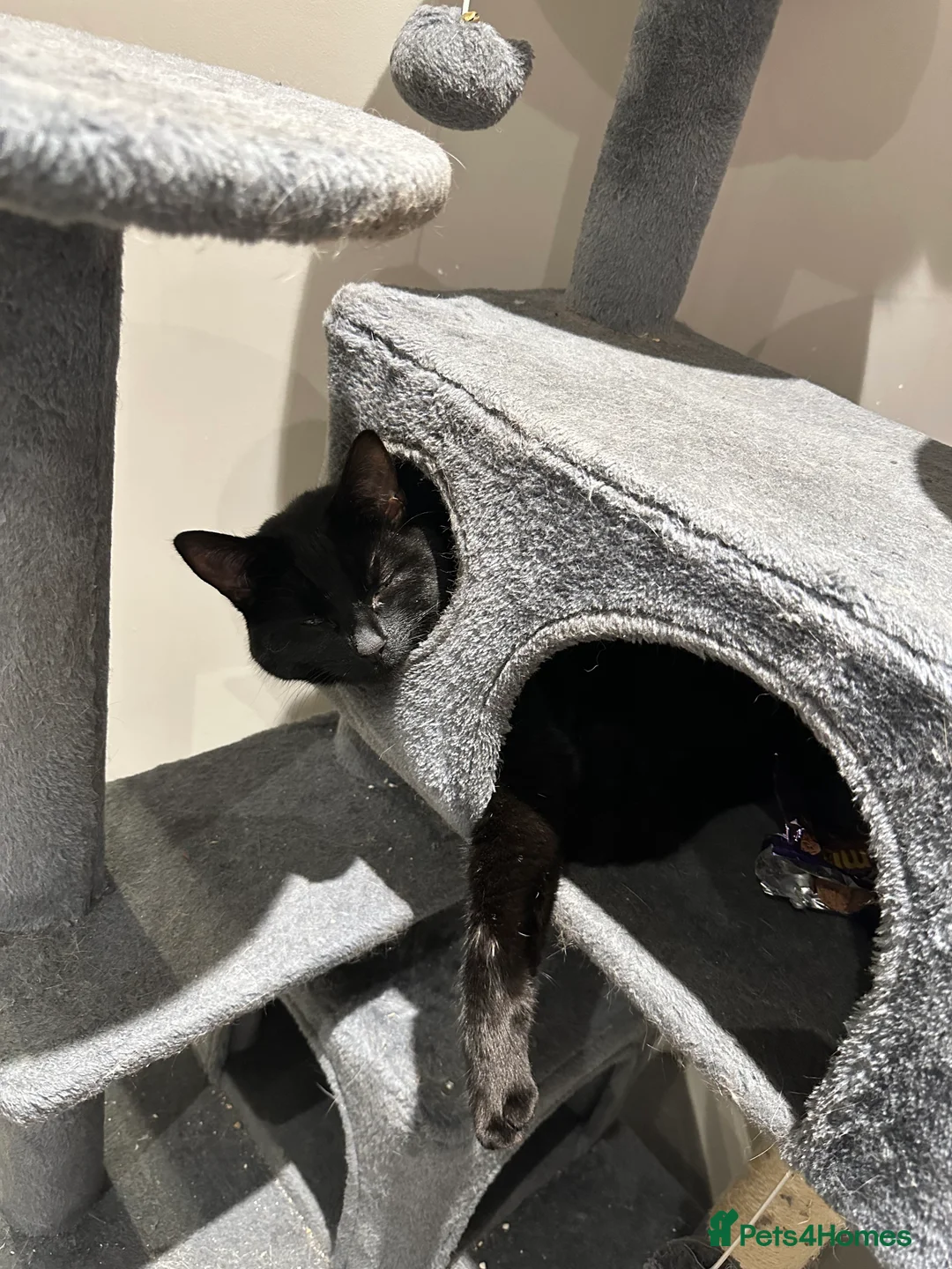 British Shorthair cats for sale: 2 male cats  - Advert 2