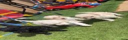Miniature Poodle dogs for sale: Miniature poodle babies 😍😍 in Doncaster - Advert 3