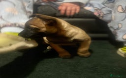 Belgian Shepherd Dog dogs for sale: Belgian malinois  - Image 4