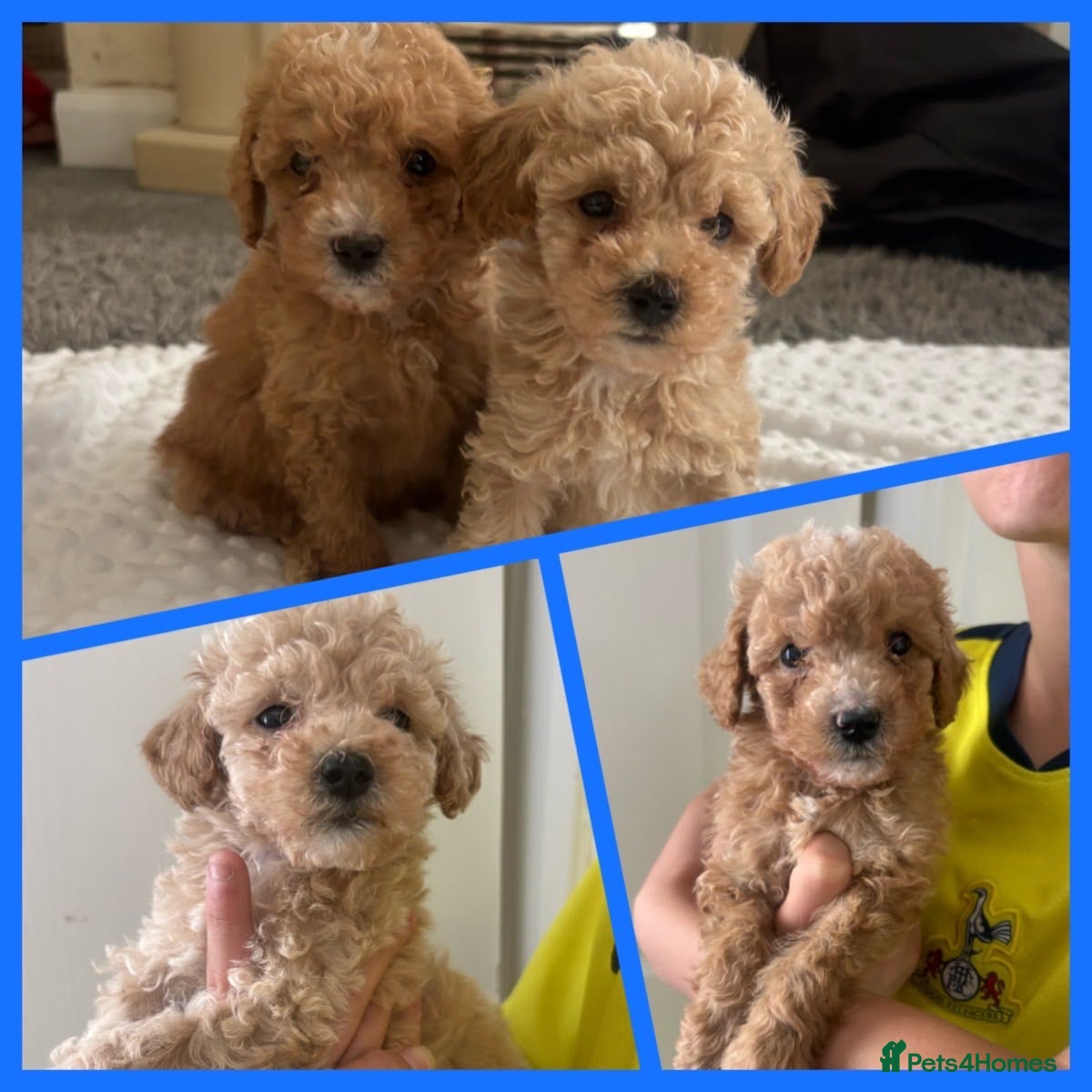 Maltipoo dogs READY TO LEAVE Stunning Miniature Maltipoo puppies - Advert 15