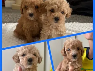 Maltipoo dogs READY TO LEAVE Stunning Miniature Maltipoo puppies - Advert 15