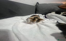 Mixed Breed cats for sale: BEAUTIFUL KITTENS  - Advert 6