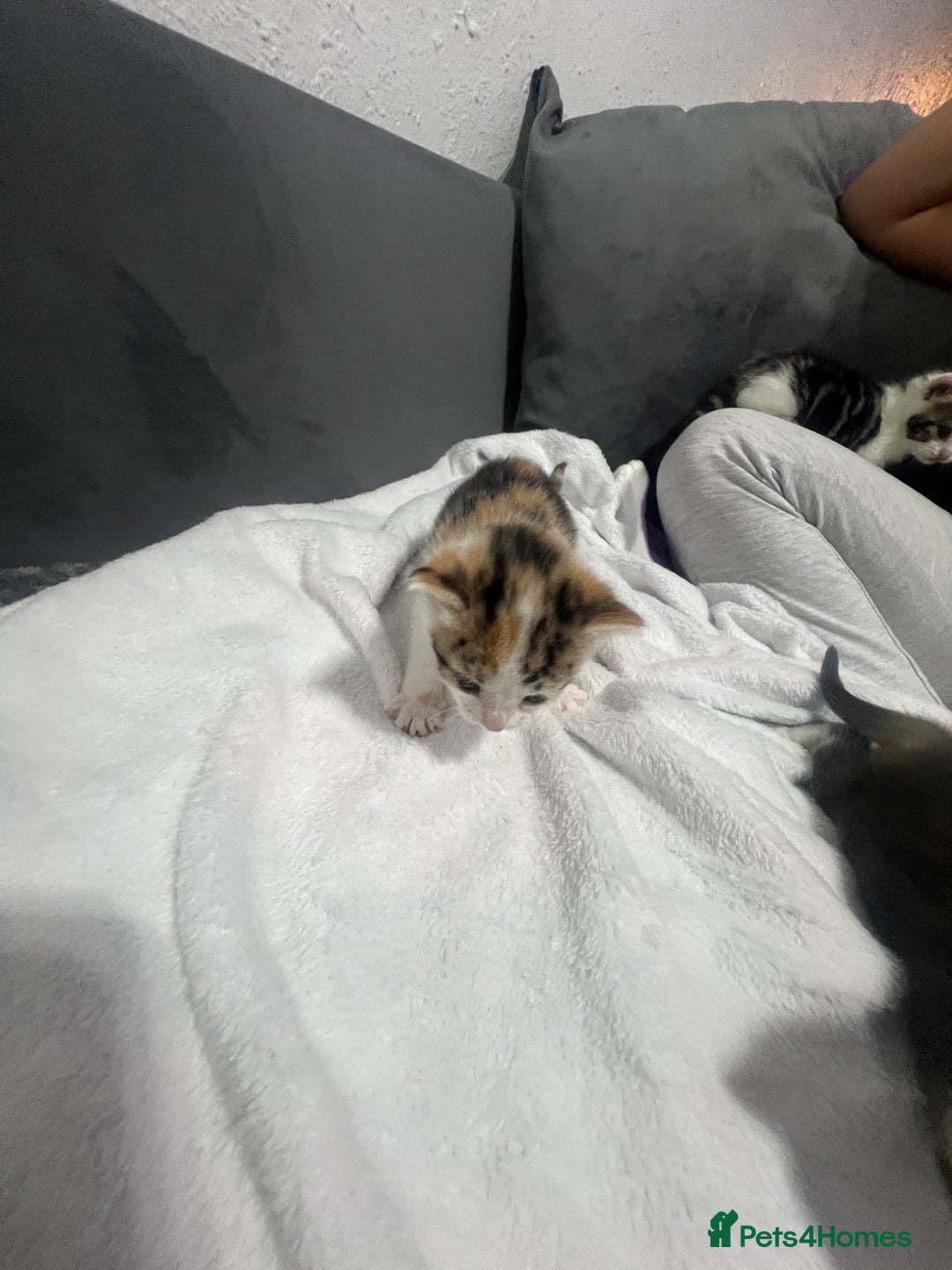 Mixed Breed cats for sale: BEAUTIFUL KITTENS  - Advert 6
