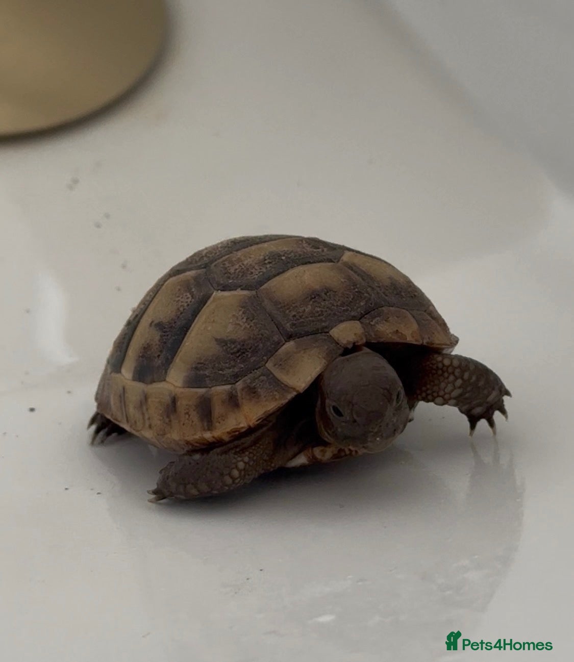 Tortoise reptiles spur-thighed tortoise - Advert 1
