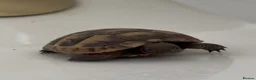 Tortoise reptiles for sale: spur-thighed tortoise - Advert 1