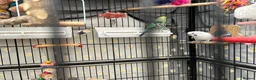 Budgerigars birds for sale: 4 budgies looking for their for ever home.  - Advert 1
