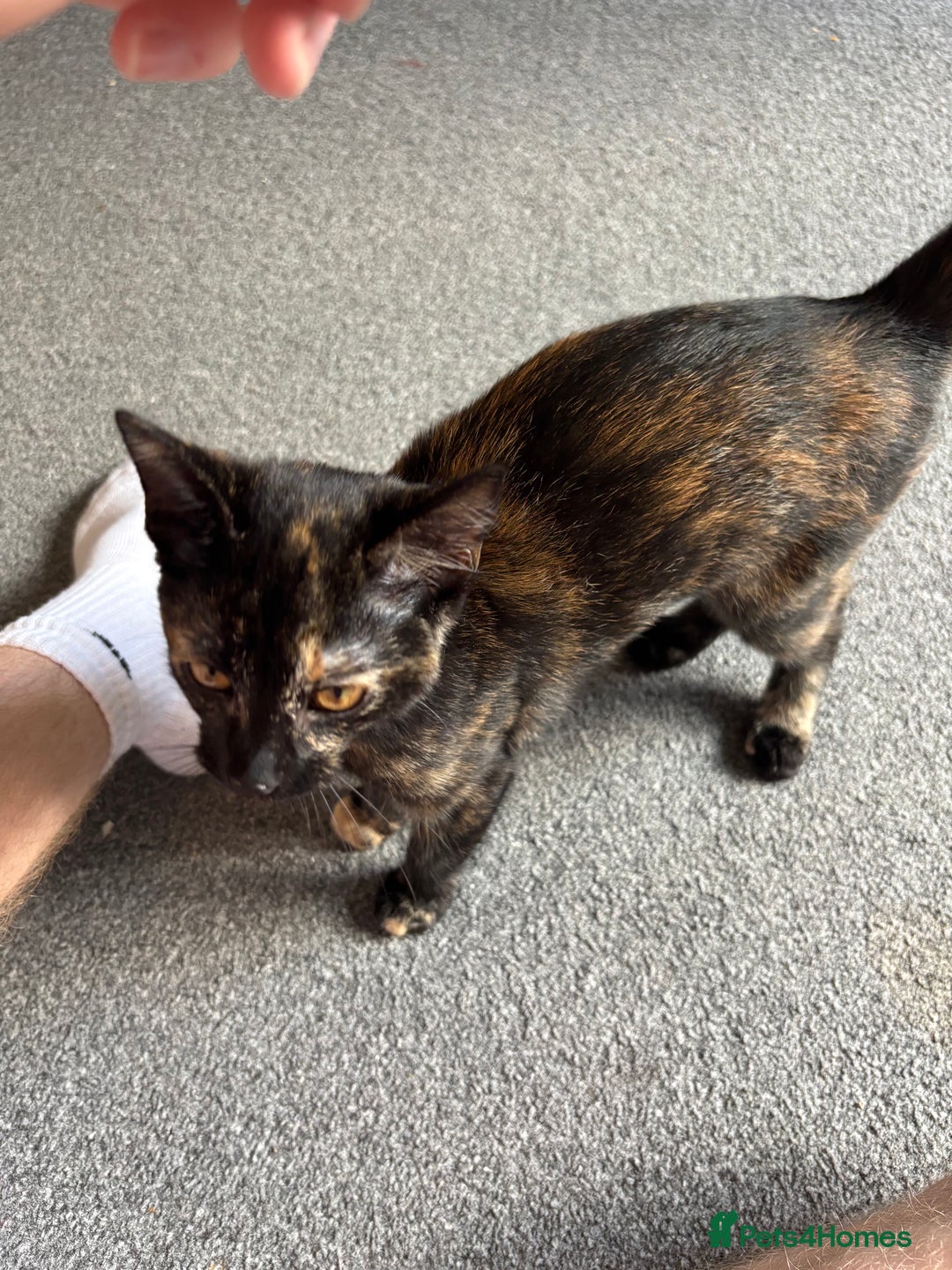 Domestic Shorthair cats for sale: Domestic Shorthair Tortoiseshell - Image 5