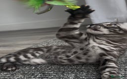Bengal cats for sale: Breed quality silver bengal kittens 🐆💎🤍🩶🖤 - Image 12