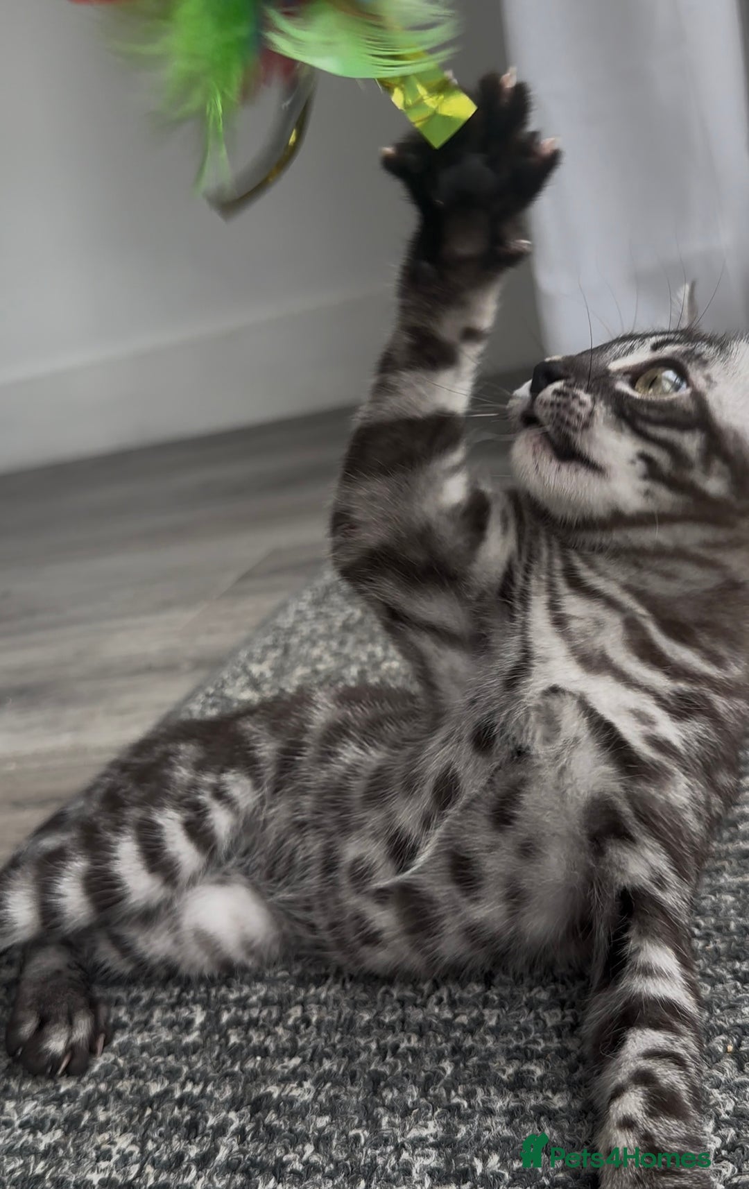 Bengal cats for sale: Breed quality silver bengal kittens 🐆💎🤍🩶🖤 - Image 12