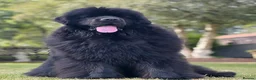 Newfoundland dogs for stud: Beautiful Newfoundland boy for stud  - Advert 2